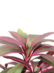 Nearly Natural Real Touch Artificial Cordyline-Fruticosa-Excelsa-Plant, 70 x 70 x 90cm, Green/Brown