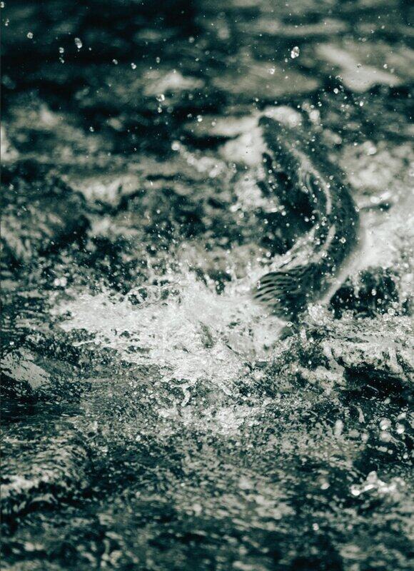 

Bruno Augsburger - Gone Fishing