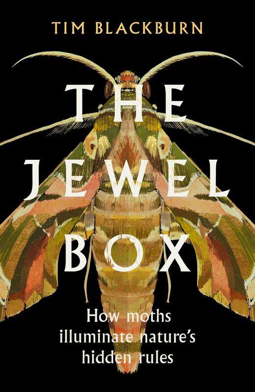 

The Jewel Box: How Moths Illuminate Nature’s Hidden Rules