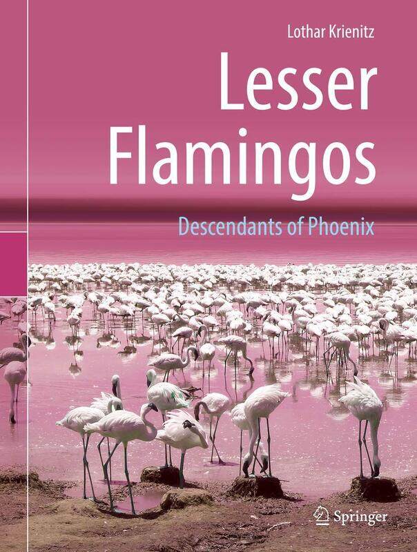 

Lesser Flamingos: Descendants of Phoenix