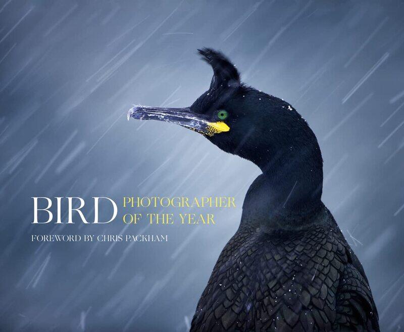 

Bird Photographer of the Year