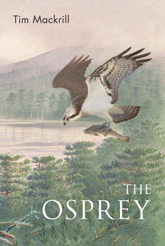 

The Osprey