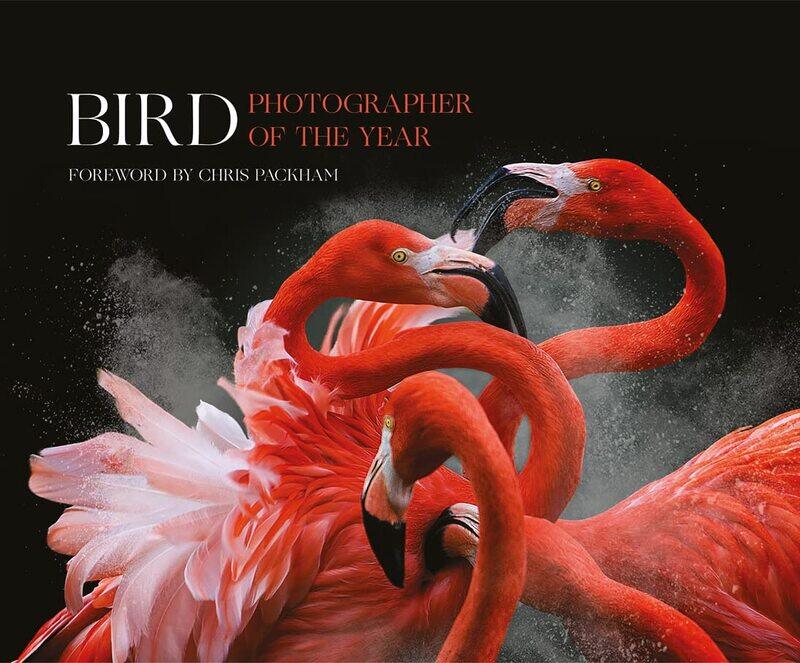 

Bird Photographer of the Year: Collection 3