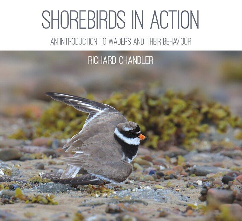 

Shorebirds in Action: An Introduction to Waders and Their Behaviour