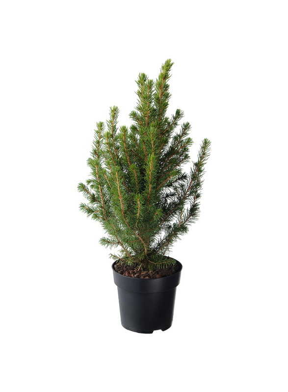 Potted plant, White spruce, 13 cm