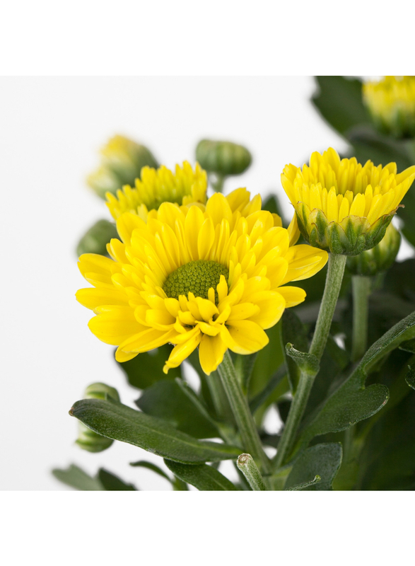 Potted plant, Chrysanthemums assorted colours, 13 cm