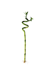 Plant, Lucky bamboo/spiral, 45 cm