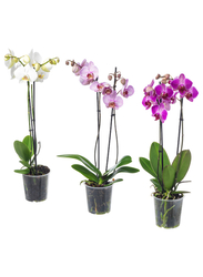 Potted plant, Orchid/2 stems, 12 cm