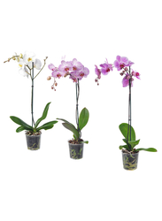 Potted plant, Orchid/1 stem assorted colours, 12 cm