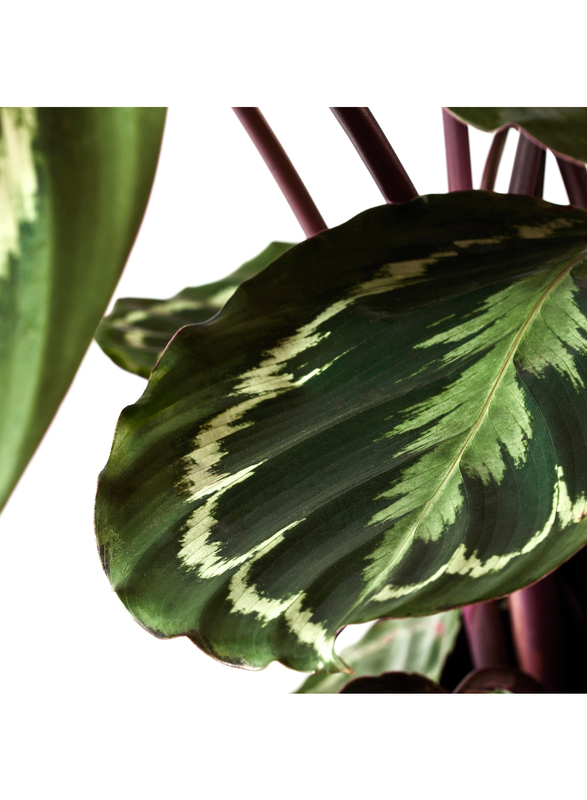 Potted plant, Calathea/assorted, 17 cm