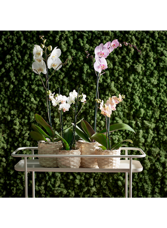 Potted plant, Orchid/1 stem assorted colours, 12 cm