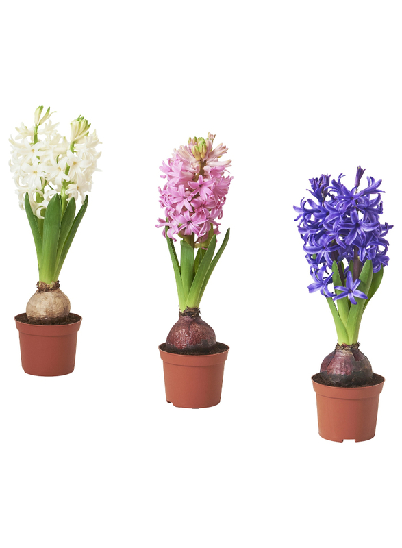 Potted plant, 1 bulb, Hyacinth assorted colours, 8 cm