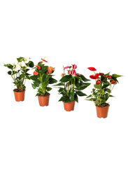 Potted plant, Flamingo plant, 12 cm