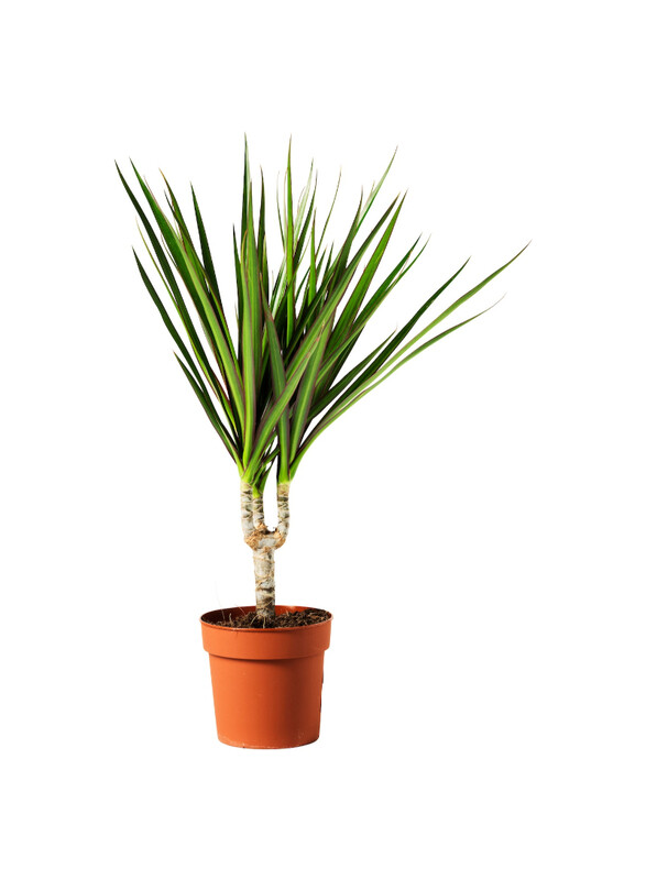 

Dracaena Marginata Potted plant, Dragon tree/1-stem, 12.0 cm