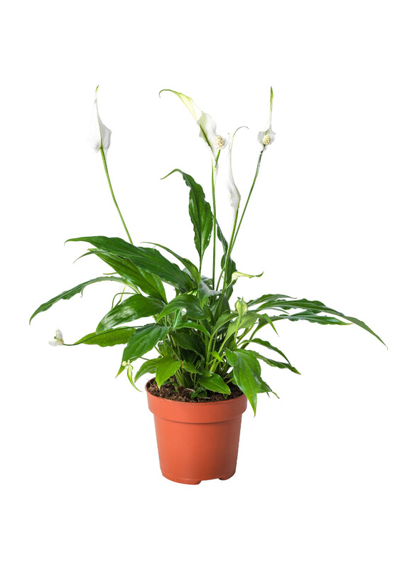 

Spathiphyllum Potted plant, Peace lily, 12 cm