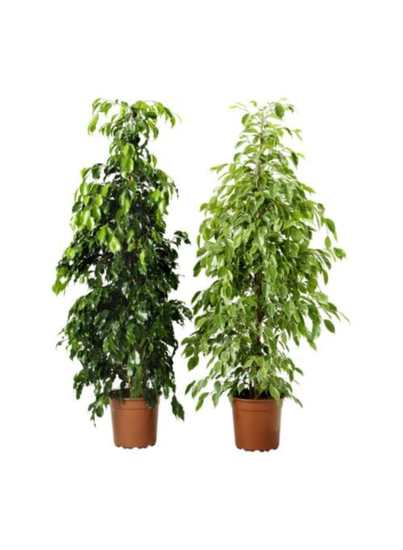 

Ficus Benjamina Potted plant, weeping fig, 21 cm