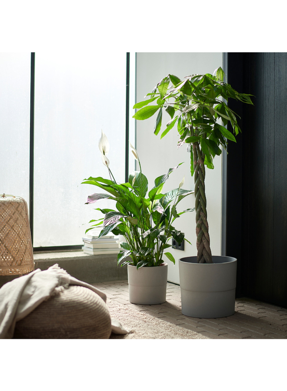 Potted plant, Peace lily, 24 cm