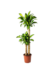 Potted plant, Dom plant/2-stem, 24 cm