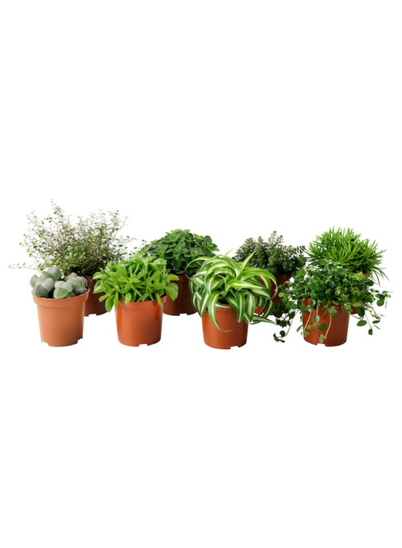 

Dracaena Potted plant, assorted, 12 cm