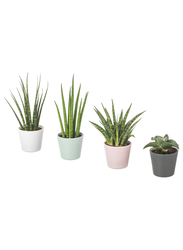 Potted plant with pot, Snake plant assorted colours, 6 cm