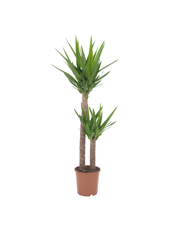 Potted plant, Spineless yucca/2-stem, 24 cm