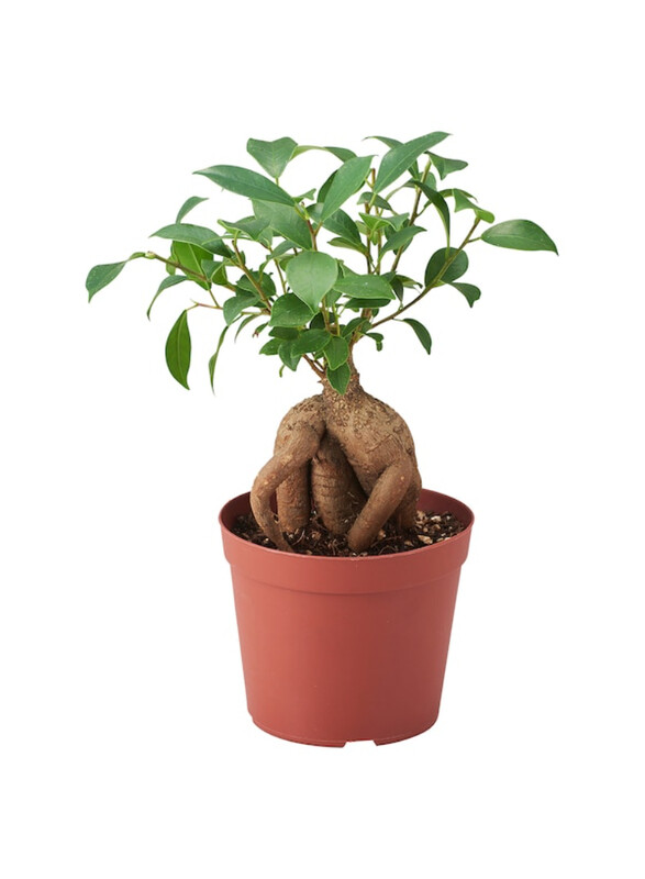 

Ficus Potted plant, bonsai, 8.5 cm