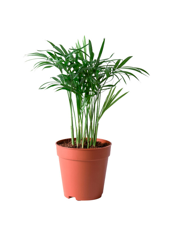 

Chamaedorea Elegans Potted plant, Parlour palm, 9 cm