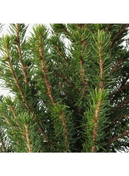 Potted plant, White spruce, 13 cm