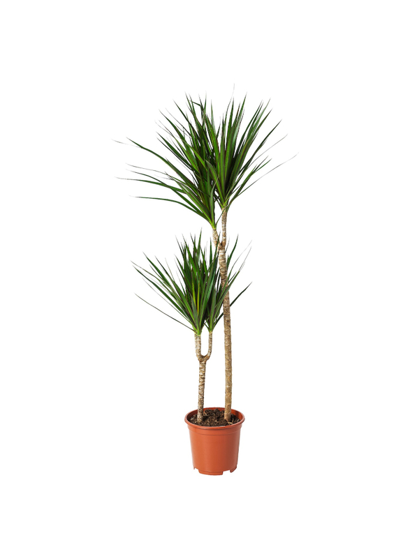 Potted plant, Dragon tree/2-stem, 19 cm