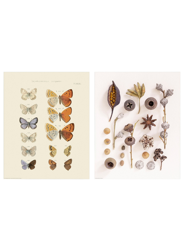 Poster, butterfly and seed collection, 40x50 cm