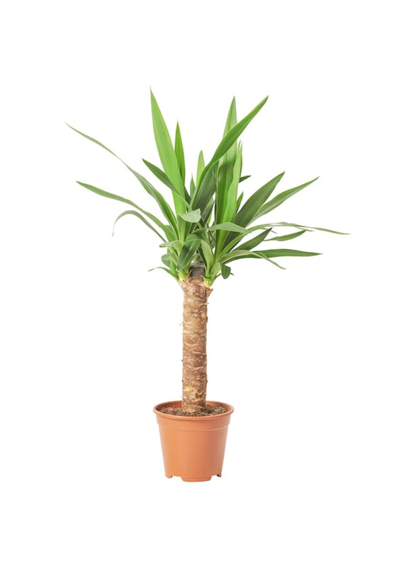 

Yucca Elephantipes Potted plant, Spineless yucca, 14 cm