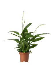 Potted plant, Peace lily, 9 cm