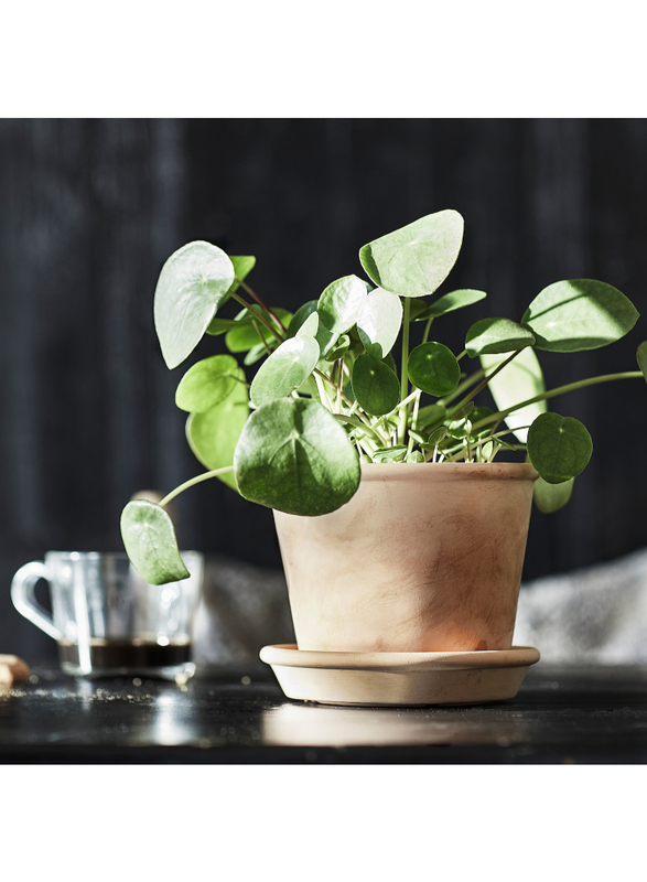 Plant pot with saucer, in/outdoor terracotta, 12 cm