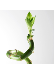 Plant, Lucky bamboo/spiral, 45 cm