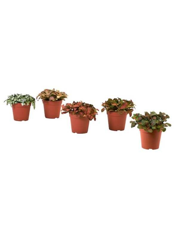 Potted plant, mosaic plant/assorted, 12 cm