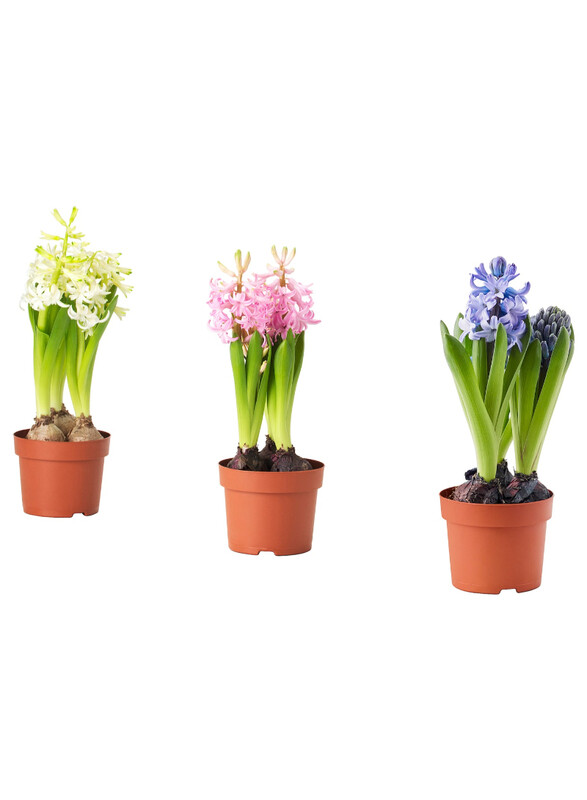 

Hyacinthus Potted plant, 3 bulbs, Hyacinth assorted colours, 12 cm