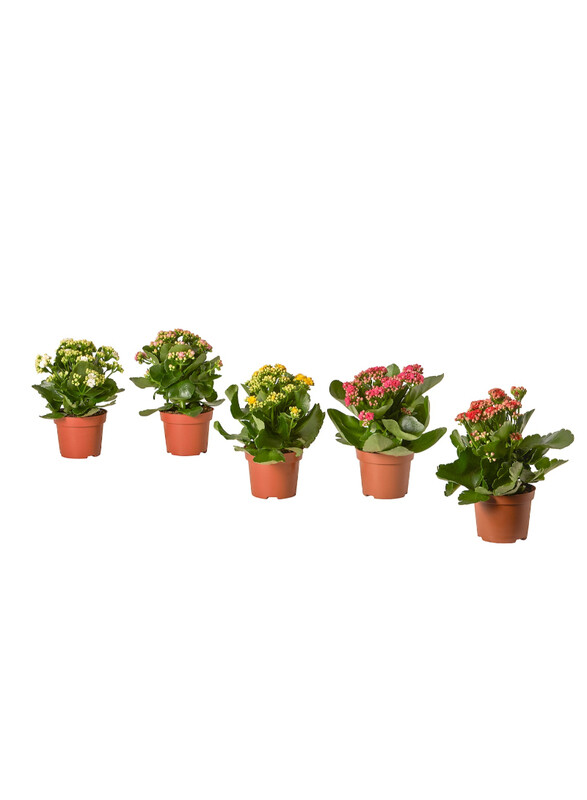 

Kalanchoe Potted plant, Flaming Katy/assorted colours, 10.5 cm