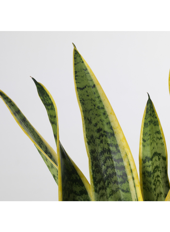 Potted plant, Mother-in-law's tongue, 14 cm