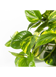 Potted plant, Golden Pothos, 15 cm