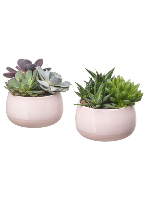 

Succulent Potted plant with pot, pink, 12 cm