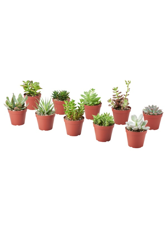 Potted plant, assorted, 9 cm