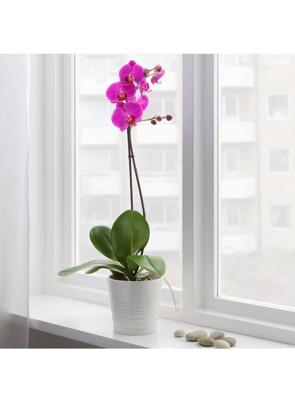 Potted plant, Orchid/1 stem assorted colours, 12 cm