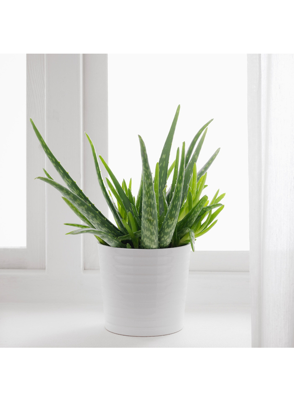 Potted plant, Aloe, 12 cm