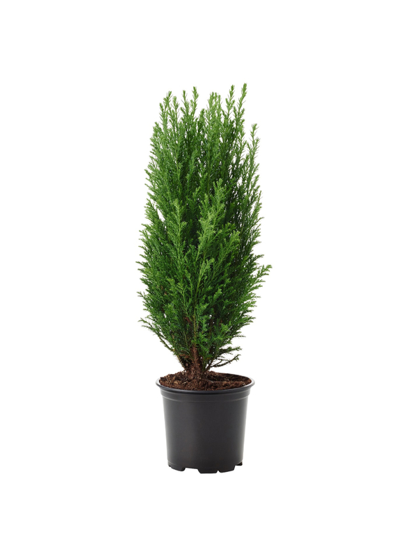 Potted plant, False cypress, 9 cm