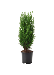 Potted plant, False cypress, 9 cm