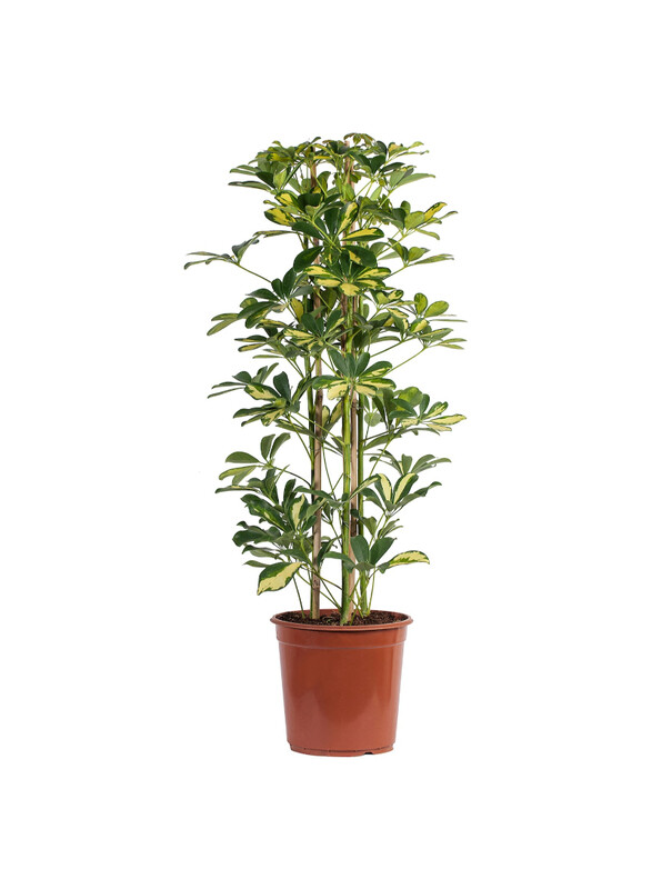 

Schefflera Arboricola Potted plant, Umbrella tree, 24 cm