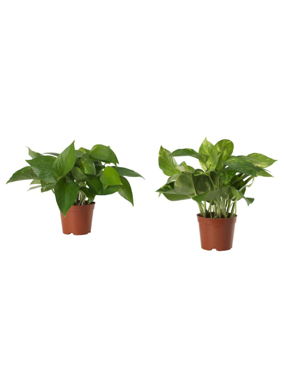 Potted plant, Golden Pothos, 10.5 cm