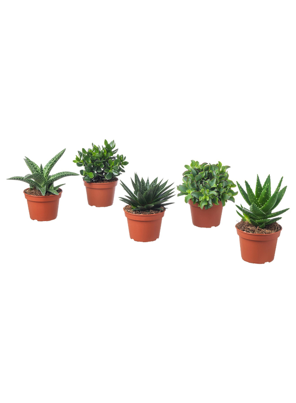 Potted plant, assorted, 15 cm