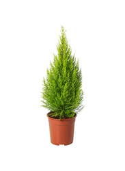 Potted plant, cypress, 17 cm