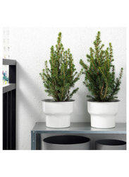 Potted plant, White spruce, 13 cm